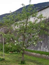 "Klarabaum" im Garten des Klarissenklosters in Brixen